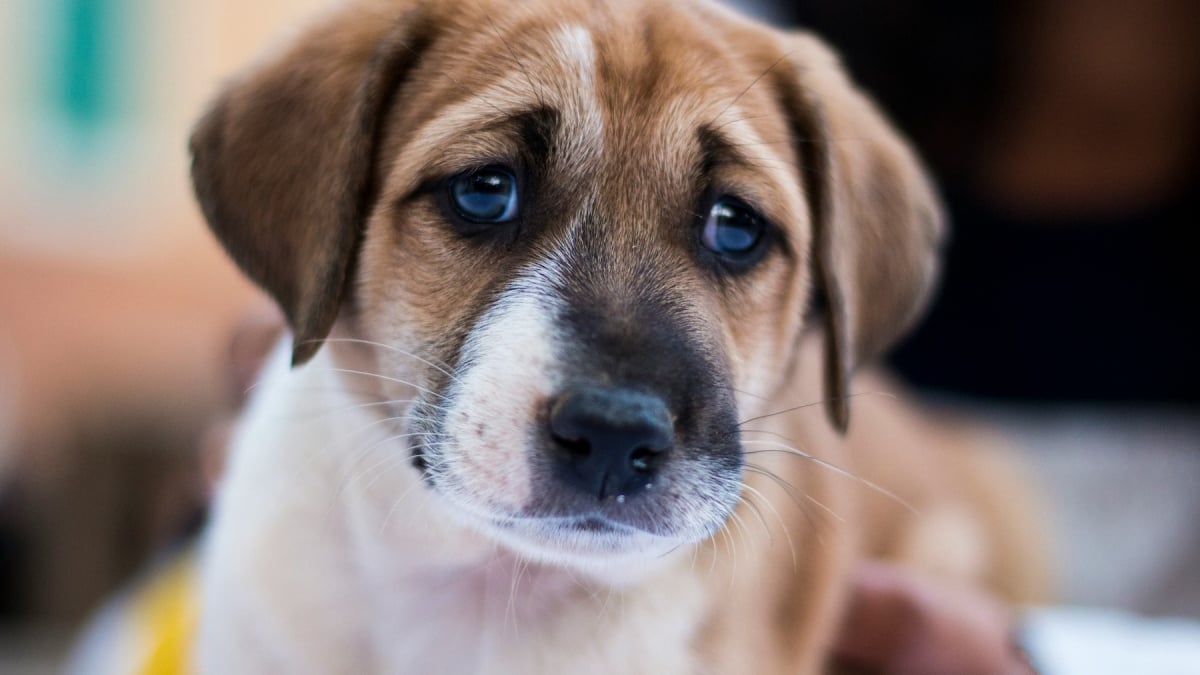 Illustration : "Une étude scientifique révèle qu'un battement de la queue vers la gauche indique que votre chien est anxieux"