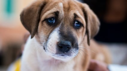 Illustration : Une &eacute;tude scientifique r&eacute;v&egrave;le qu'un battement de la queue vers la gauche indique que votre chien est anxieux