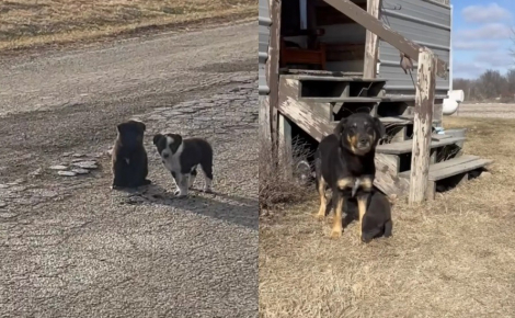 2 chiots errants assis au milieu d'une route reculée guident une bénévole vers le reste de la famille canine à sauver (vidéo)