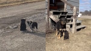 Illustration : 2 chiots errants assis au milieu d'une route reculée guident une bénévole vers le reste de la famille canine à sauver (vidéo)