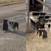 Illustration : 2 chiots errants assis au milieu d'une route recul&eacute;e guident une b&eacute;n&eacute;vole vers le reste de la famille canine &agrave; sauver (vid&eacute;o)