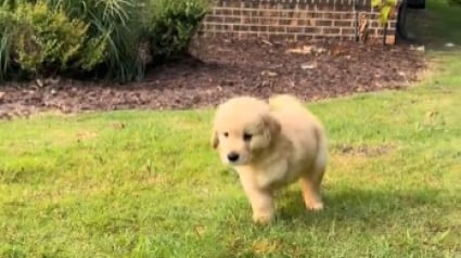 Illustration : Ce chiot Golden Retriever tripode courant joyeusement sur l'herbe prouve qu'un handicap n'emp&ecirc;che pas d'&ecirc;tre heureux (vid&eacute;o)