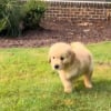 Illustration : Ce chiot Golden Retriever tripode courant joyeusement sur l'herbe prouve qu'un handicap n'emp&ecirc;che pas d'&ecirc;tre heureux (vid&eacute;o)