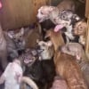 Illustration : Une association sauve 74 chiens atteints de la gale et enferm&eacute;s dans une remorque &eacute;touffante apr&egrave;s un signalement