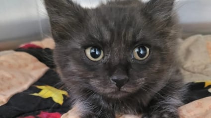 Illustration : Un chauffeur routier s'arr&ecirc;te pour sauver un chaton sur le bord d'une autoroute, alors que les autres automobilistes l'ignoraient 