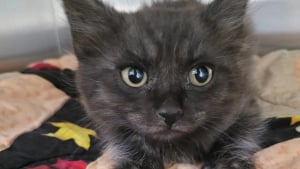 Illustration : "Un chauffeur routier s'arrête pour sauver un chaton sur le bord d'une autoroute, alors que les autres automobilistes l'ignoraient "