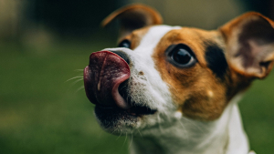 Illustration : "Mythe ou réalité : donner un morceau de sucre à votre chien le rend-il aveugle ?"