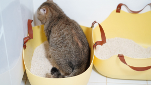Illustration : "Pourquoi votre chat prend-il autant de temps à enterrer ses selles ?"