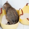 Illustration : Pourquoi votre chat prend-il autant de temps &agrave; enterrer ses selles ?
