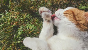 Illustration : "Mettre du beurre sur les pattes d'un chat perdu l'aide à retrouver sa maison : mythe ou réalité ?"