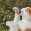 Illustration : Mettre du beurre sur les pattes d'un chat perdu l'aide &agrave; retrouver sa maison : mythe ou r&eacute;alit&eacute; ?