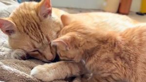 Illustration : « Il devait savoir qu'il avait besoin d'aide », un chat roux au grand cœur adopte un chaton errant et veille sur lui jour et nuit (vidéo)