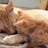 Illustration : &laquo; Il devait savoir qu'il avait besoin d'aide &raquo;, un chat roux au grand c&oelig;ur adopte un chaton errant et veille sur lui jour et nuit (vid&eacute;o)