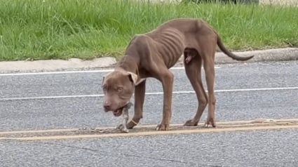 Illustration : Une femme recueille un chien squelettique au milieu d'une route, envisage de ne l'h&eacute;berger que temporairement mais finit par craquer et l'adopter