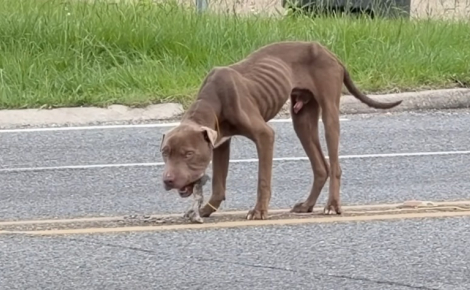Une femme recueille un chien squelettique au milieu d'une route, envisage de ne l'héberger que temporairement mais finit par craquer et l'adopter