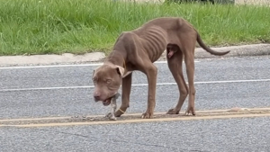 Illustration : Une femme recueille un chien squelettique au milieu d'une route, envisage de ne l'héberger que temporairement mais finit par craquer et l'adopter