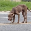 Illustration : Une femme recueille un chien squelettique au milieu d'une route, envisage de ne l'h&eacute;berger que temporairement mais finit par craquer et l'adopter