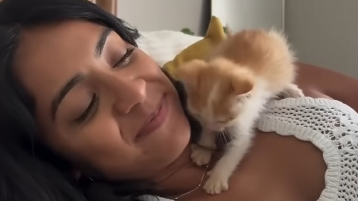 Illustration : "Un couple en vacances qui n'a jamais eu l'intention d'avoir un chat change d'avis en rencontrant un chaton complètement trempé"