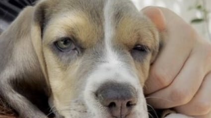Illustration : Achet&eacute;e un jour plus t&ocirc;t dans un salon du chiot, une jeune Beagle de 2 mois est exclue de sa famille car &laquo; elle faisait peur &agrave; ses enfants &raquo;