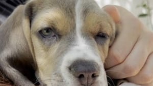 Illustration : "Achetée un jour plus tôt dans un salon du chiot, une jeune Beagle de 2 mois est exclue de sa famille car « elle faisait peur à ses enfants »"