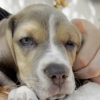 Illustration : Achet&eacute;e un jour plus t&ocirc;t dans un salon du chiot, une jeune Beagle de 2 mois est exclue de sa famille car &laquo; elle faisait peur &agrave; ses enfants &raquo;
