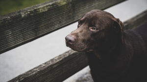 Illustration : Délaissé après le décès de son maître ce Labrador de 13 ans trouve une famille d'accueil protectrice
