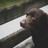 Illustration : D&eacute;laiss&eacute; apr&egrave;s le d&eacute;c&egrave;s de son ma&icirc;tre ce Labrador de 13 ans trouve une famille d'accueil protectrice