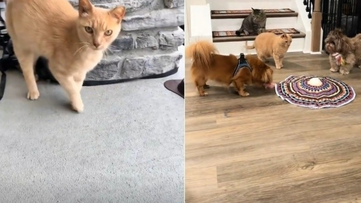 Illustration : "Une famille s'apprêtant à déménager reçoit les visites quotidiennes d'un chat roux errant qui finit par en faire partie (vidéo)"