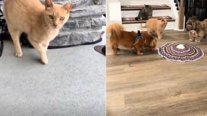 Illustration : Une famille s'appr&ecirc;tant &agrave; d&eacute;m&eacute;nager re&ccedil;oit les visites quotidiennes d'un chat roux errant qui finit par en faire partie (vid&eacute;o)