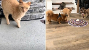 Illustration : Une famille s'apprêtant à déménager reçoit les visites quotidiennes d'un chat roux errant qui finit par en faire partie (vidéo)