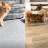 Illustration : Une famille s'appr&ecirc;tant &agrave; d&eacute;m&eacute;nager re&ccedil;oit les visites quotidiennes d'un chat roux errant qui finit par en faire partie (vid&eacute;o)