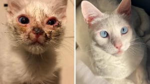 Illustration : "15 photos de chats méconnaissables après leur sauvetage qui réchaufferont le cœur de tous les amoureux des félins"