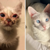 Illustration : 15 photos de chats m&eacute;connaissables apr&egrave;s leur sauvetage qui r&eacute;chaufferont le c&oelig;ur de tous les amoureux des f&eacute;lins