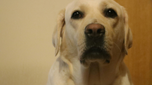 Illustration : "Pourquoi votre chien a-t-il un regard coupable après avoir commis une « bêtise » ? Une scientifique répond à la question"