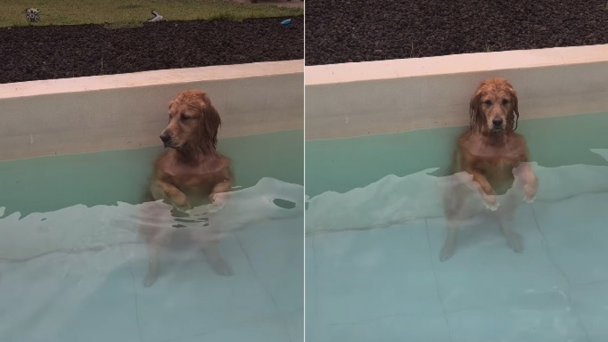 Illustration : "Une Golden Retriever incapable de résister à l’eau surprend sa famille en trouvant une manière confortable de rester dans la piscine (vidéo)"