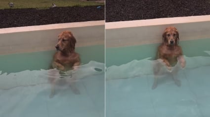 Illustration : Une Golden Retriever incapable de r&eacute;sister &agrave; l&rsquo;eau surprend sa famille en trouvant une mani&egrave;re confortable de rester dans la piscine (vid&eacute;o)