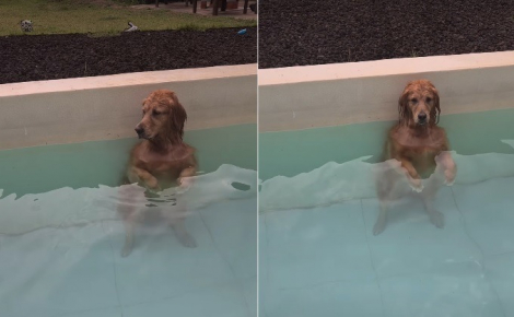Une Golden Retriever incapable de résister à l’eau surprend sa famille en trouvant une manière confortable de rester dans la piscine (vidéo)