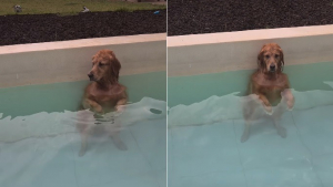 Illustration : Une Golden Retriever incapable de résister à l’eau surprend sa famille en trouvant une manière confortable de rester dans la piscine (vidéo)
