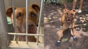 Illustration : Une Pitbull de refuge aveugle retrouve son âme de chiot le temps d'une journée spéciale offerte par un bénévole au grand cœur (vidéo)