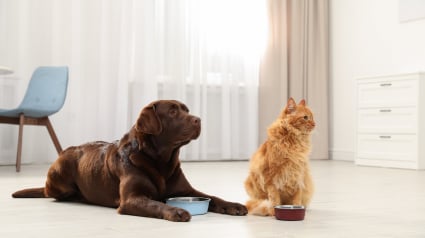 Illustration : Bien choisir les croquettes de son chien ou de son chat : zoom sur Japhy