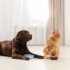 Illustration : Bien choisir les croquettes de son chien ou de son chat : zoom sur Japhy