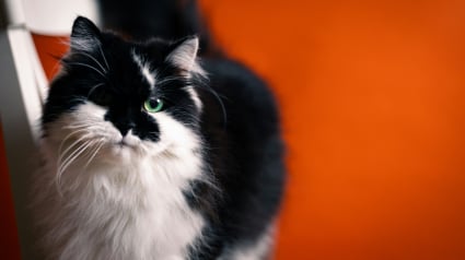 Illustration : Vrai ou faux : les chattes perdent du sang pendant leurs chaleurs, comme les chiennes