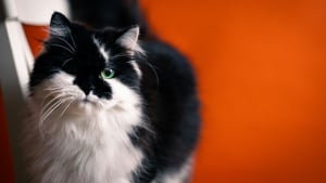 Illustration : "Vrai ou faux : les chattes perdent du sang pendant leurs chaleurs, comme les chiennes"