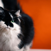 Illustration : Vrai ou faux : les chattes perdent du sang pendant leurs chaleurs, comme les chiennes