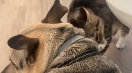 Illustration : &laquo; Elle a d&eacute;cid&eacute; d'&ecirc;tre courageuse pour lui &raquo;, une chatte habituellement effray&eacute;e par l&rsquo;orage r&eacute;conforte son ami chien apeur&eacute; (vid&eacute;o)