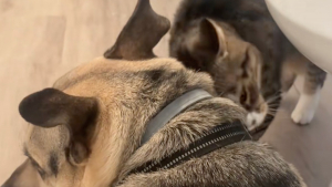 Illustration : « Elle a décidé d'être courageuse pour lui », une chatte habituellement effrayée par l’orage réconforte son ami chien apeuré (vidéo)