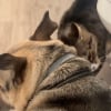 Illustration : &laquo; Elle a d&eacute;cid&eacute; d'&ecirc;tre courageuse pour lui &raquo;, une chatte habituellement effray&eacute;e par l&rsquo;orage r&eacute;conforte son ami chien apeur&eacute; (vid&eacute;o)