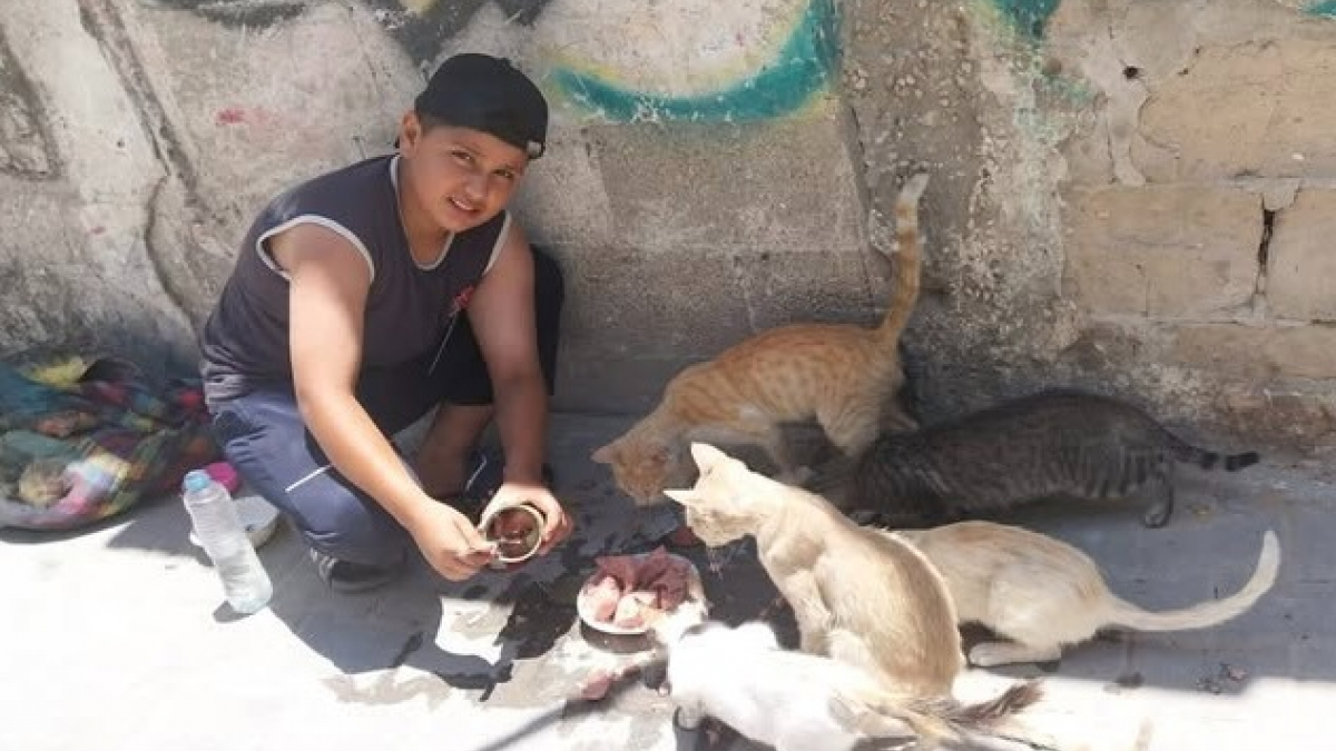 Illustration : "Dans une ville meurtrie par la guerre, un enfant consacre ses journées à aider les animaux abandonnés (vidéo)"