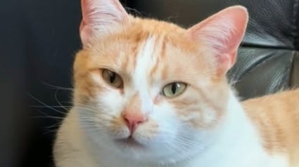 Illustration : Bless&eacute; et perdu, un chat errant appara&icirc;t sur le balcon d&rsquo;une inconnue et voit sa vie changer &agrave; jamais (vid&eacute;o)