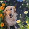Illustration : 17 photos attendrissantes de chiots qui d&eacute;couvrent les petits bonheurs de l&rsquo;existence